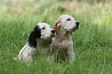 SETTER ANGLAIS 251
